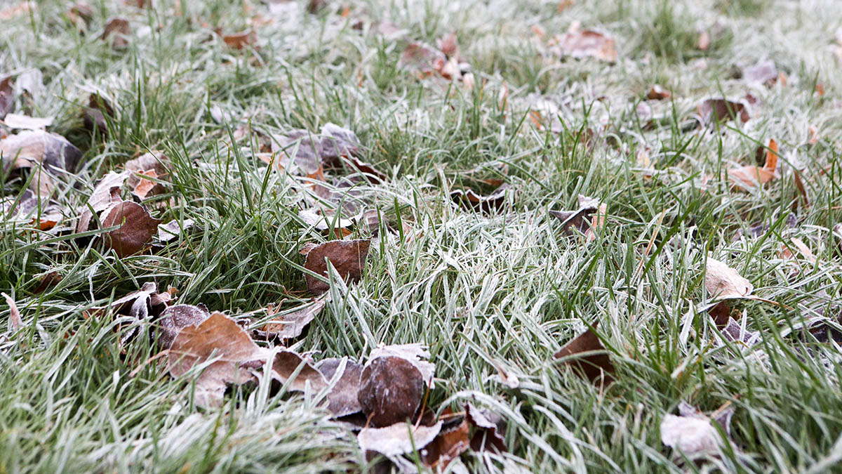 «Оранжевый» уровень погодной опасности продлили в Москве из-за заморозков