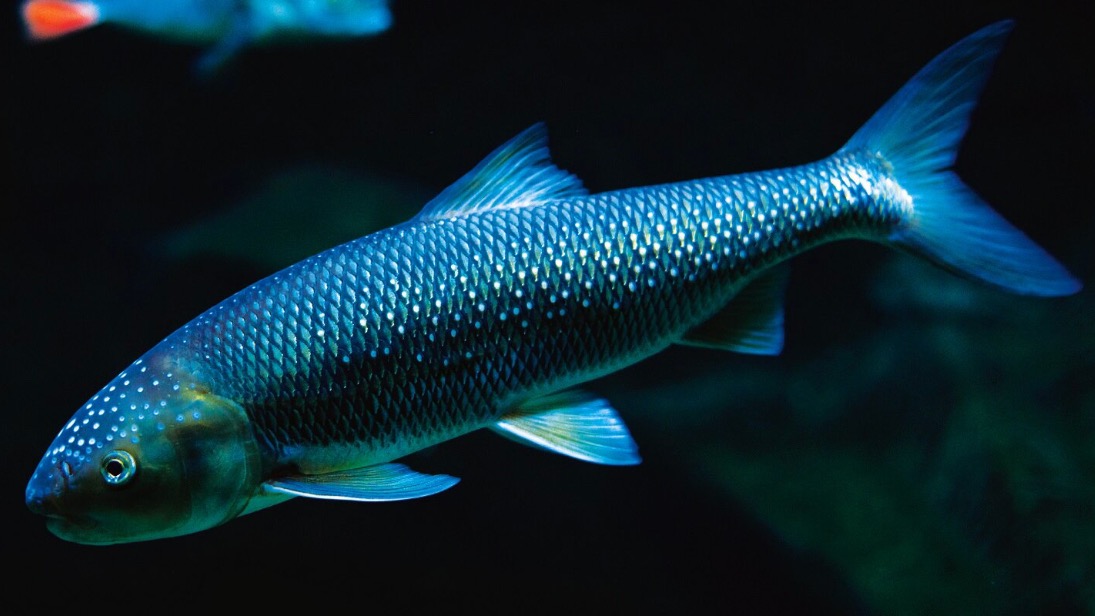 Первое потомство вырезубов появилось в «Москвариуме» на ВДНХ