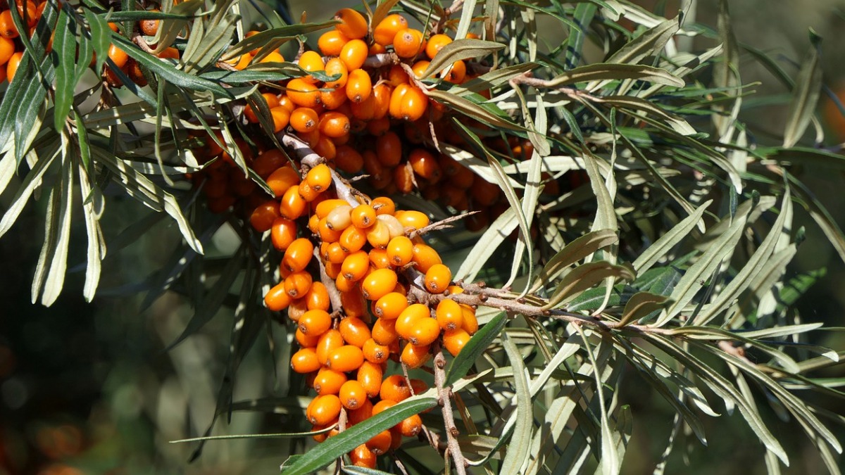 «Мультивитаминная бомба»: диетолог перечислила полезные свойства облепихи