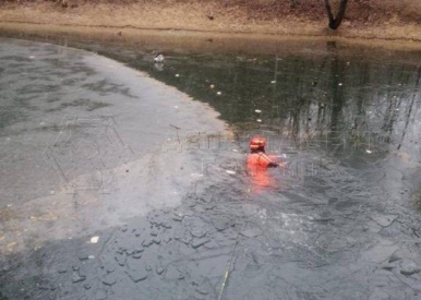 Спасатели вызволили из «плена» вмерзшего в лед гуся на пруду в ТиНАО