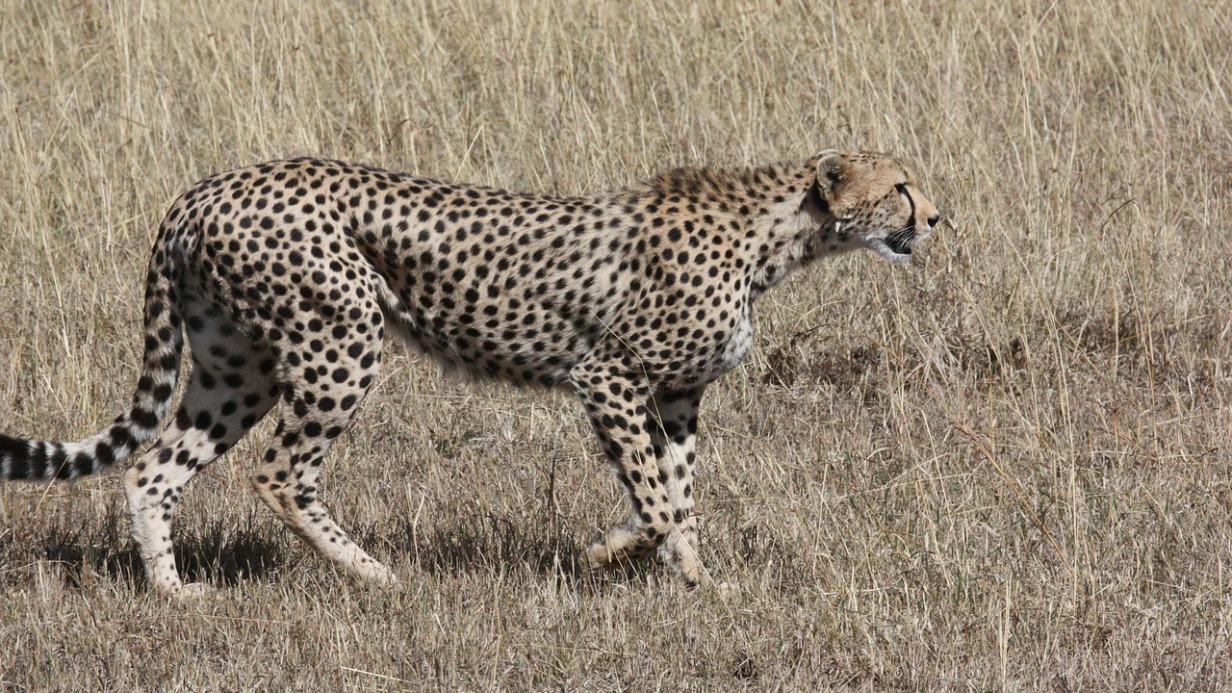 Ученый заявил, что «омикрон»-штамм COVID-19 мог мутировать среди животных