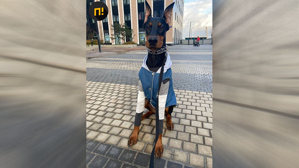 Восьмимесячный доберман погиб из-за удара током во дворе московского ЖК