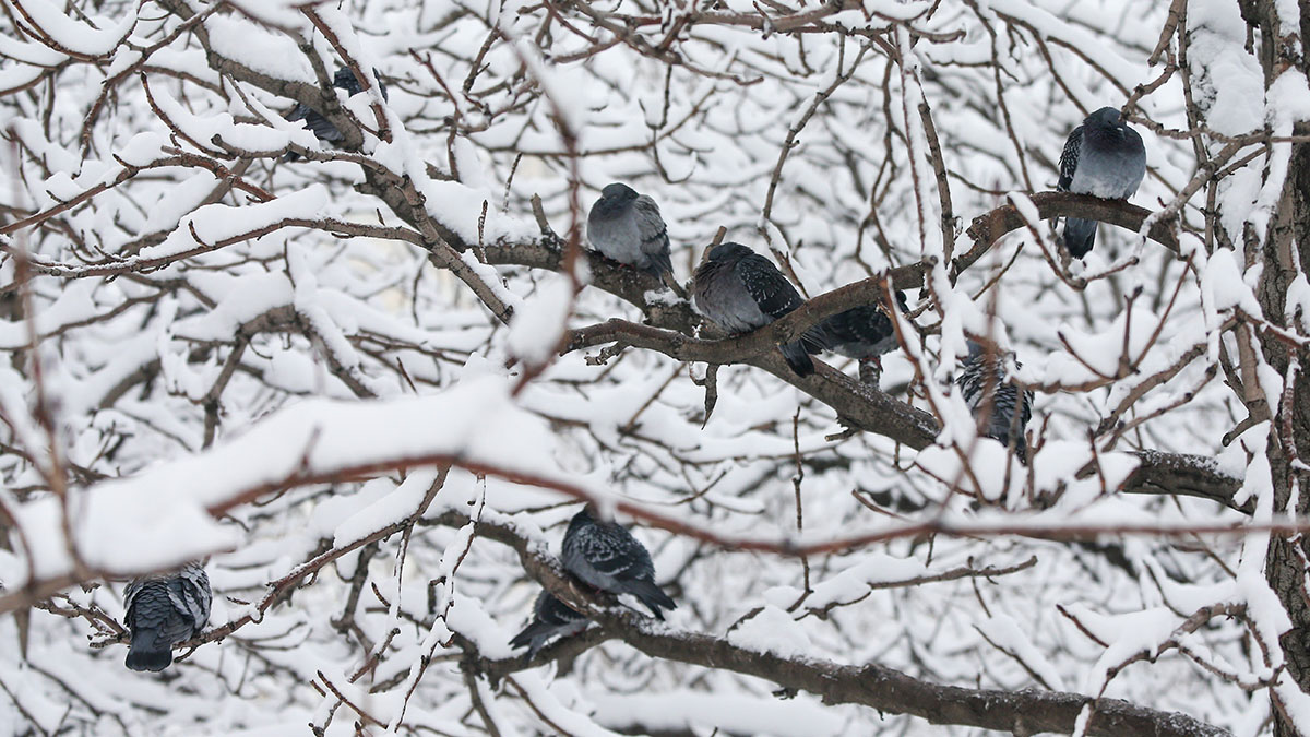 Гладков: Тяжелая зима без света и газа ожидается в Белгородской области