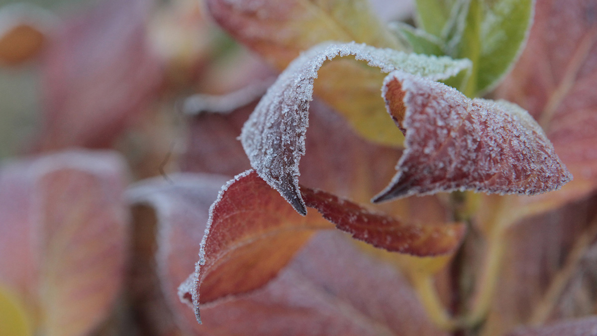 Синоптики рассказали, какой будет погода в Москве в декабре