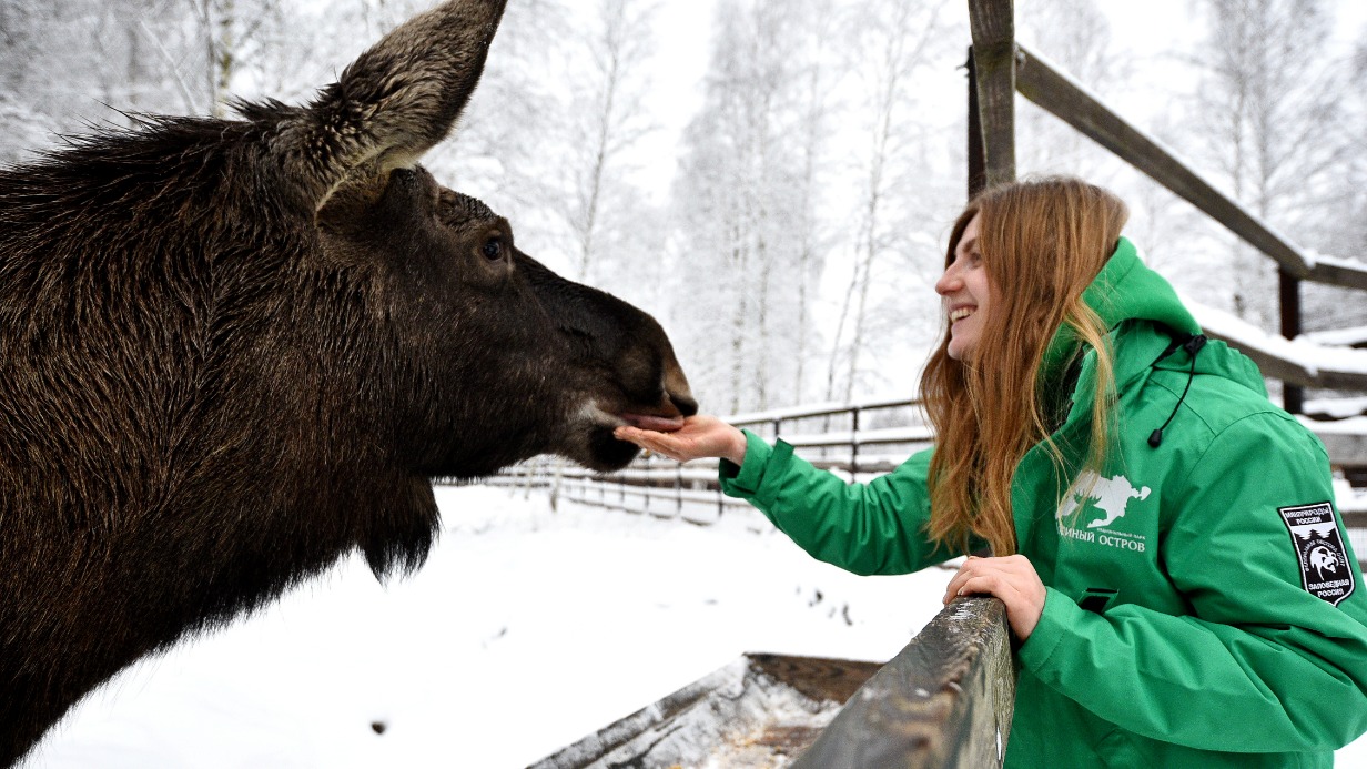 Экскурсовод Валерия Бурлака кормит одного из лосей, находящегося на передержке, на территории биостанции национального парка «Лосиный Остров»