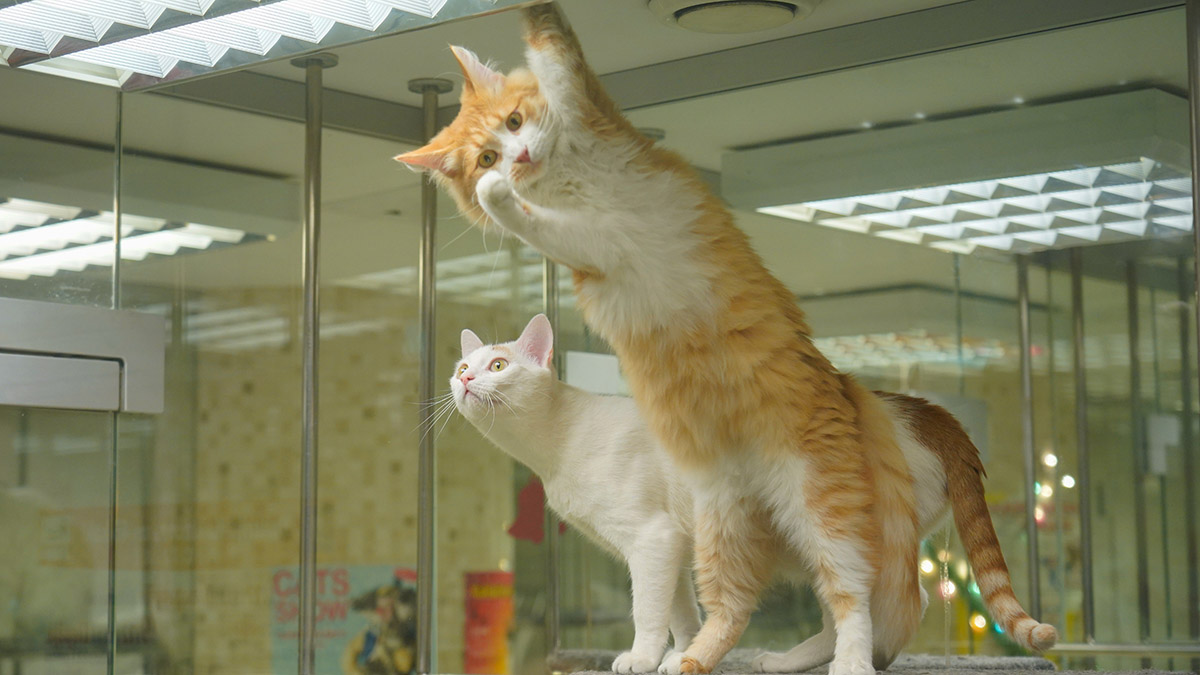 В комитете ветеринарии рассказали, как поддержать здоровье питомца 