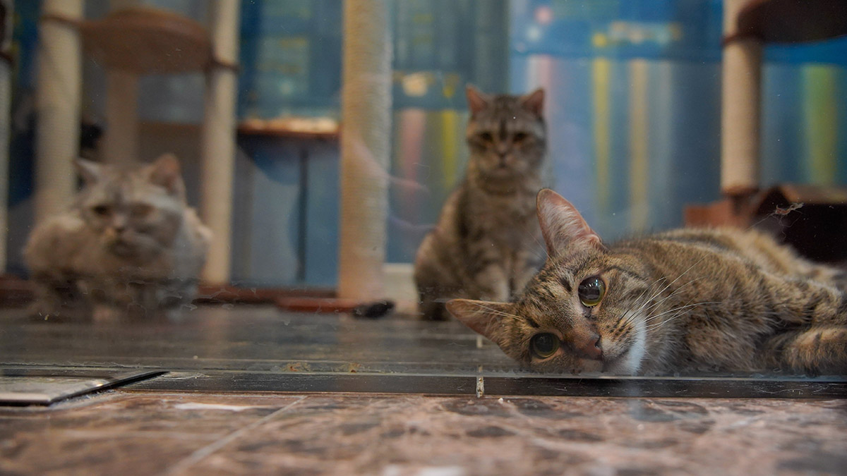 Russpass рассказал о самых «кошачьих» городах России