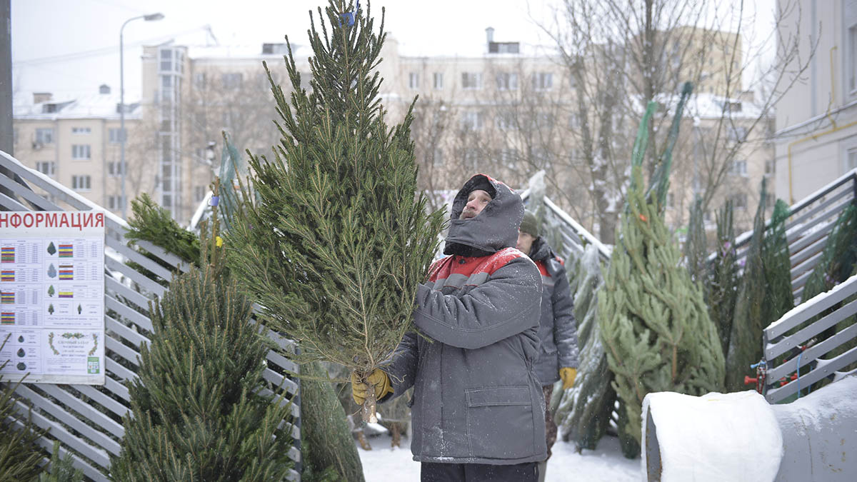 Госинспекция по недвижимости начала проверку елочных базаров в Москве