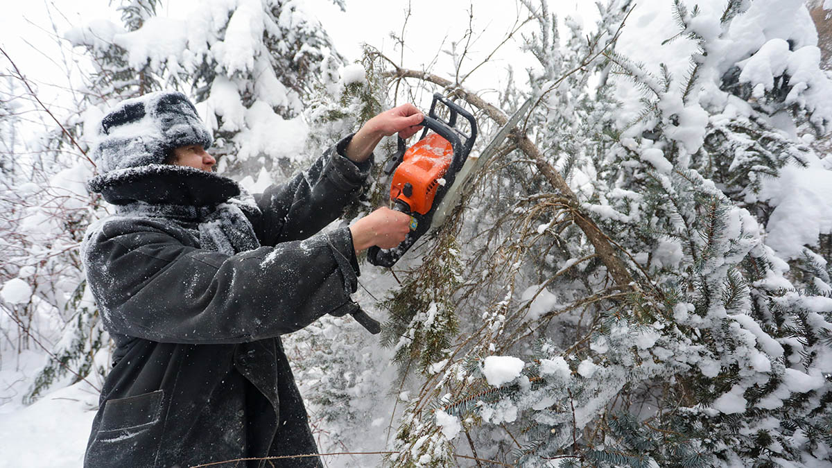 Почти 30 нелегальных елочных базаров выявили в Москве в ходе проверок