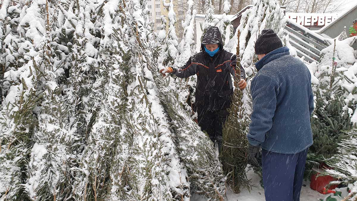 Территорию под елочный базар в Новой Москве сдадут в аренду
