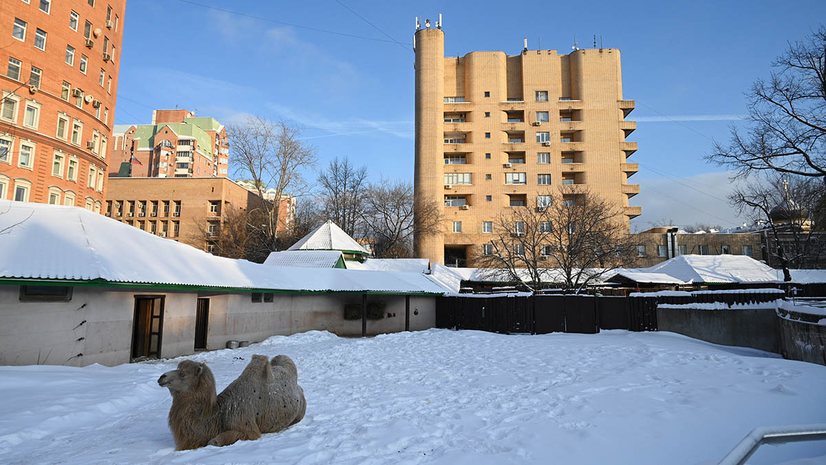 Двугорбый верблюд появился в Центре воспроизводства столичного зоопарка