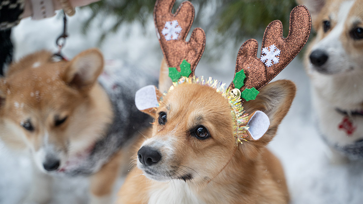 Как защитить от стресса своих питомцев во время новогодних салютов