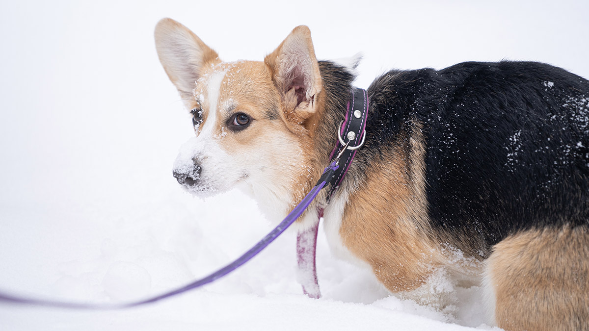 NYP: Принц Эндрю отказался выгуливать корги Елизаветы II из-за депрессии