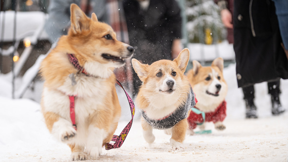 Почти 170 животных удалось вернуть хозяевам с помощью сервиса по поиску питомцев