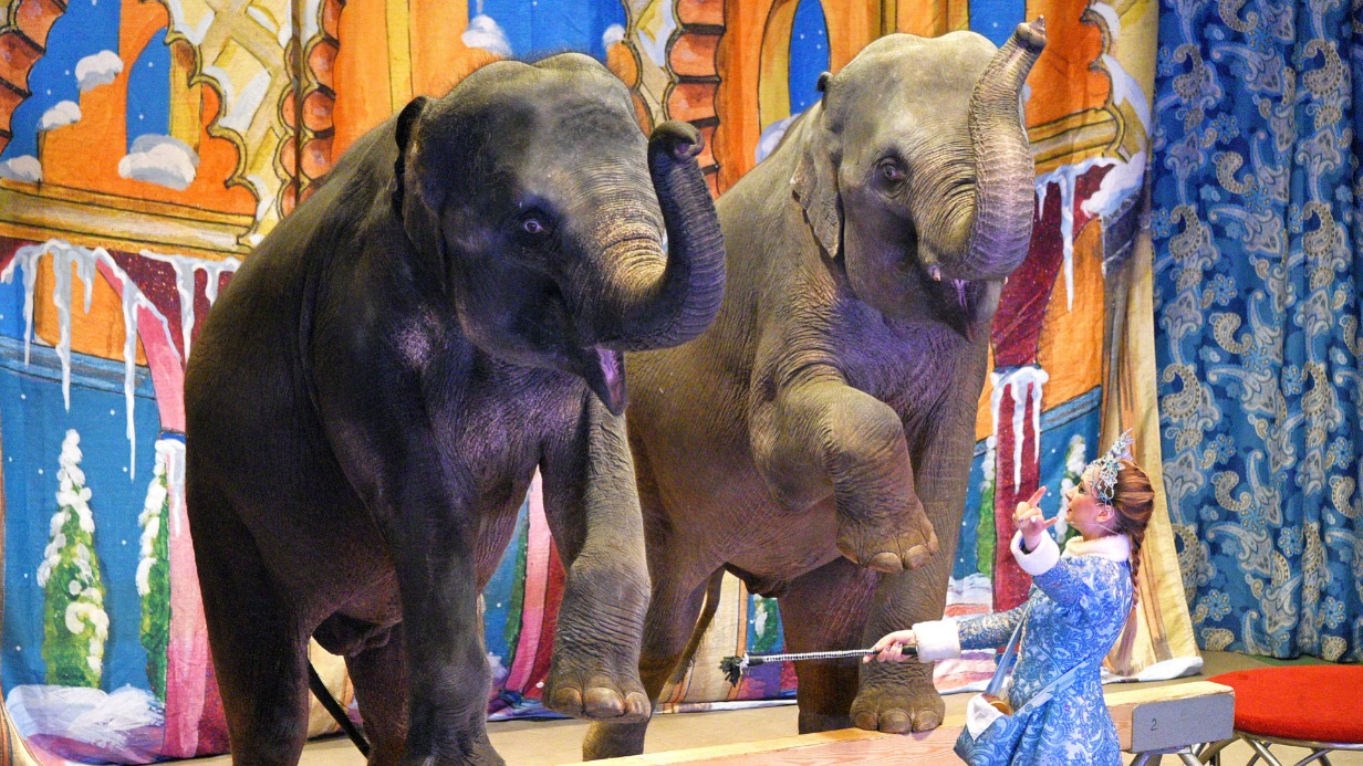 Продолжательница знаменитой династии Наталья Дурова со своими любимцами-слонами на представлении в Театре зверей им. Дурова