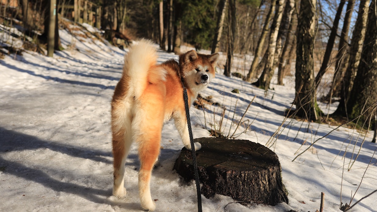 «Вцепился в щеку»: мужчина избил напавшего на сына пса в Москве