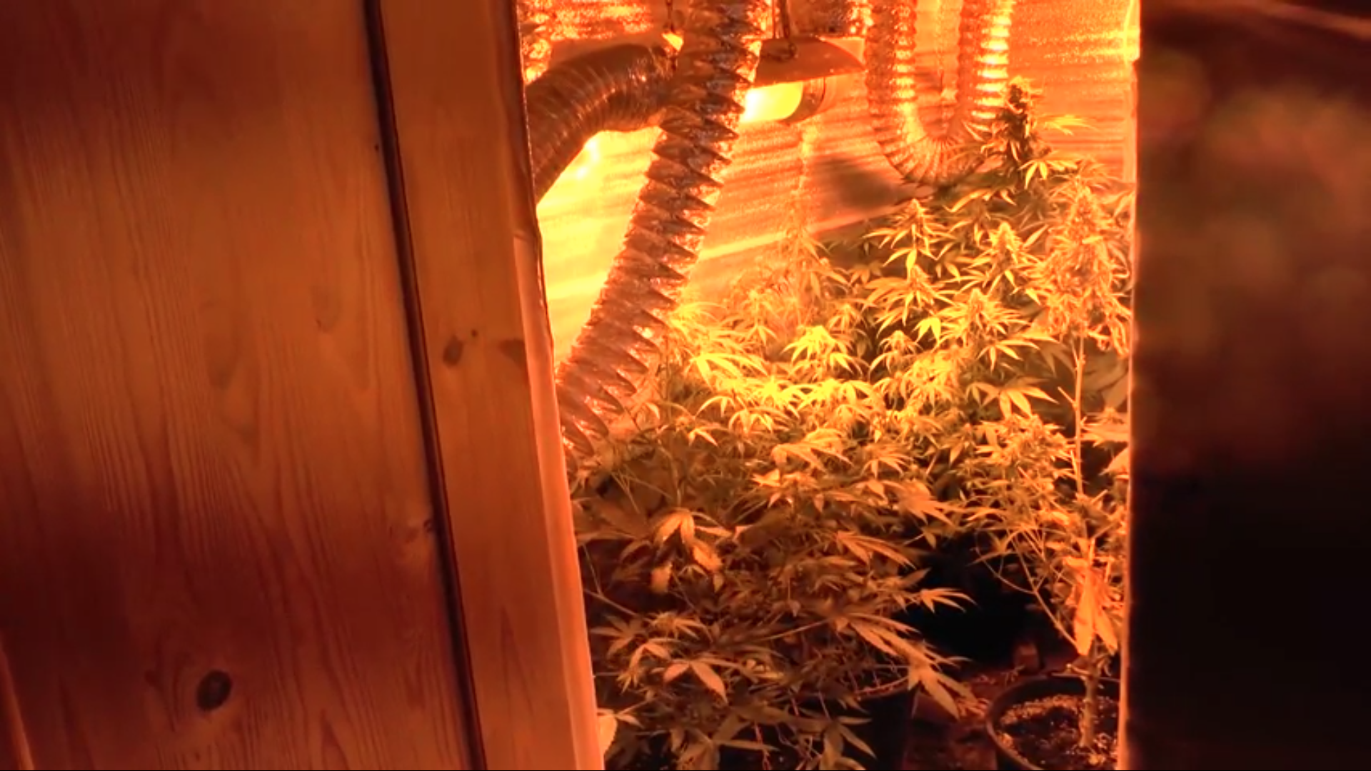 Семь горшков с кустами конопли изъяли из квартиры на юге Москвы