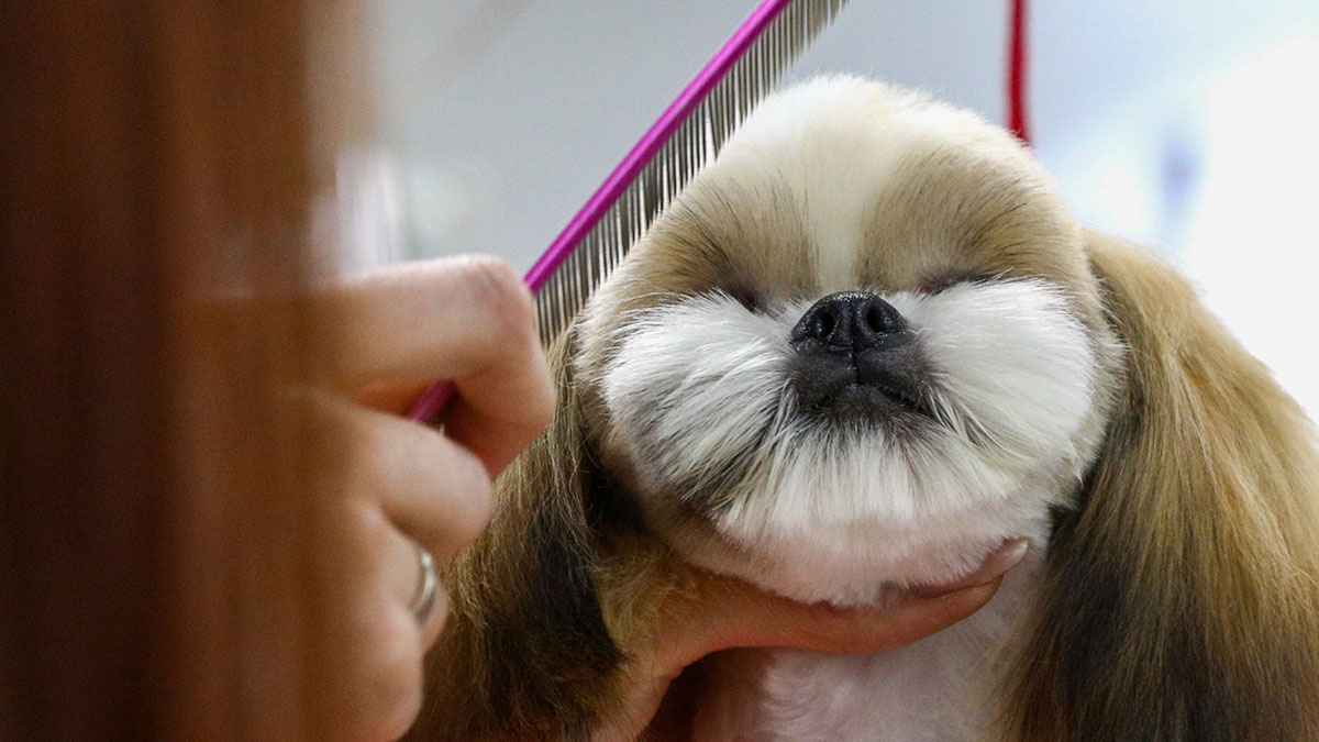 Названы ключевые ошибки начинающих грумеров 