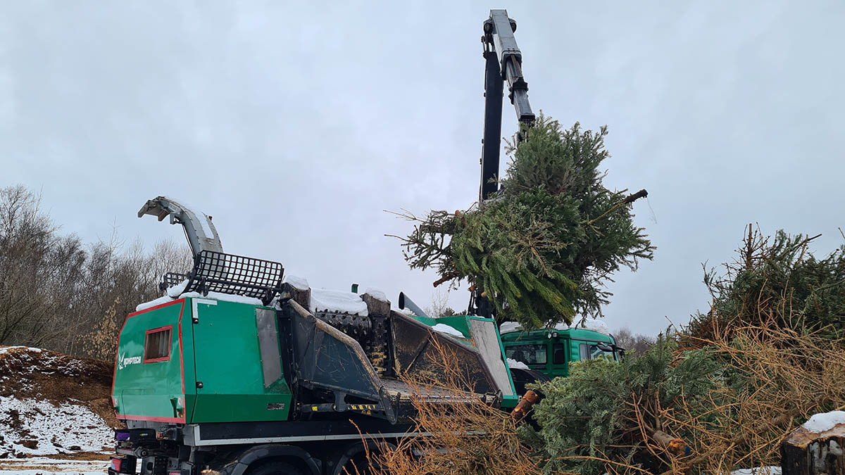 Сервис на mos.ru поможет сдать новогоднюю елку на экологичную утилизацию