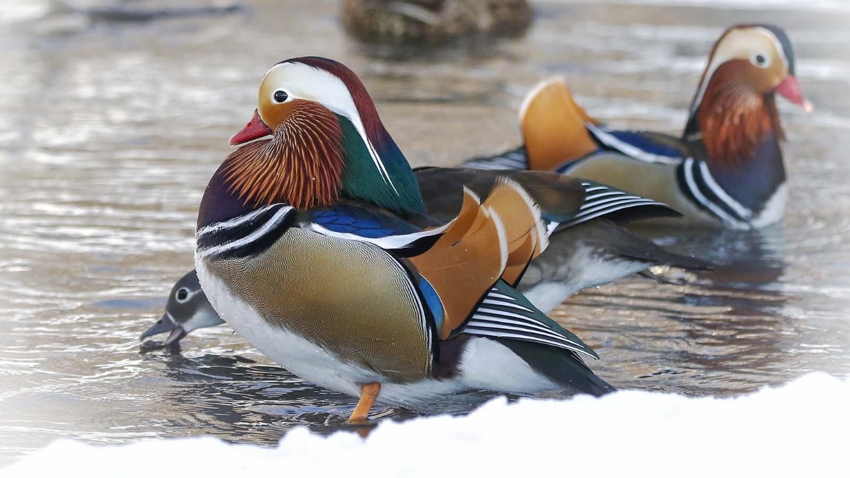 Краснокнижную утку-мандаринку заметили в столичном парке «Останкино»
