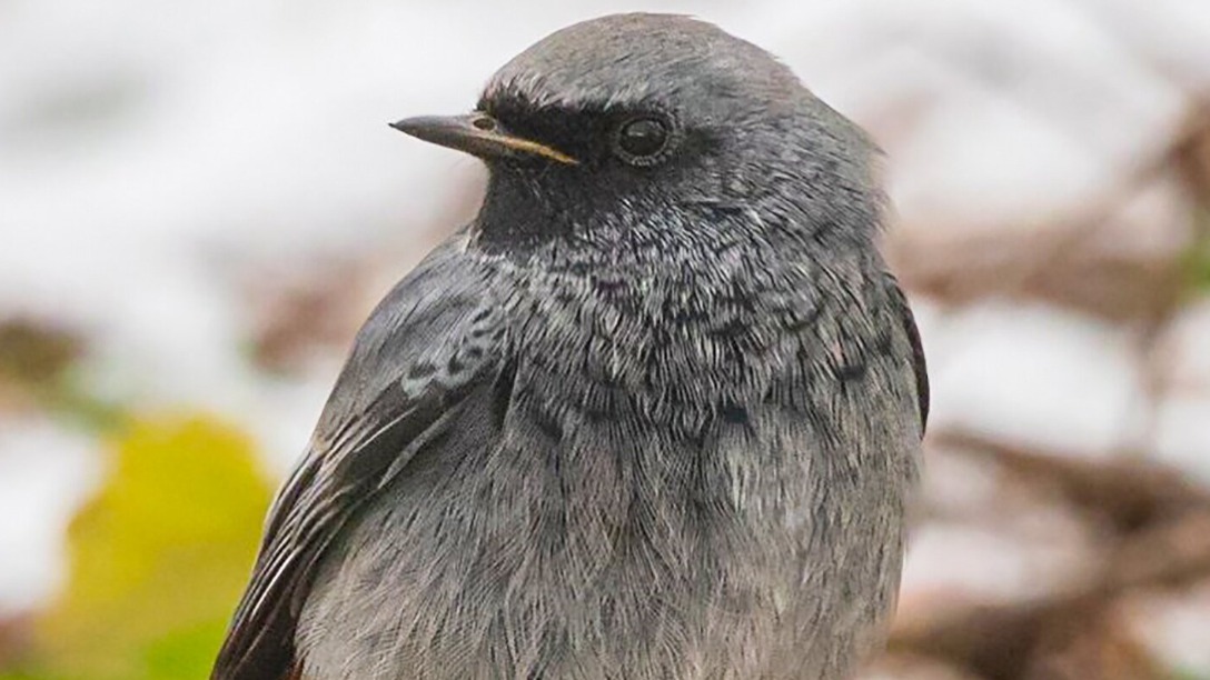 Горихвостку-чернушку обнаружили в Жулебинском лесопарке