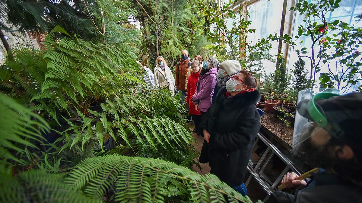 Пальма на ходулях дала урожай в «Аптекарском огороде»