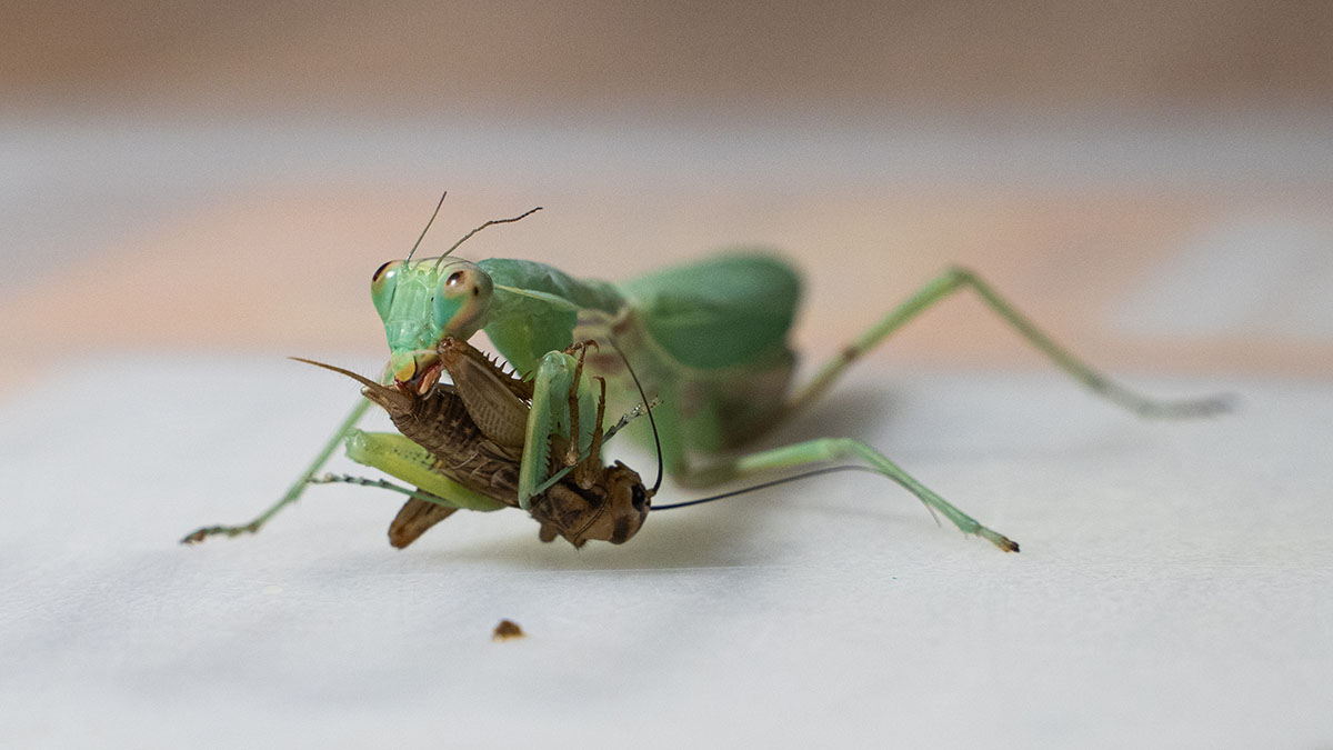 Почему появились богомолы и опасны ли они?
