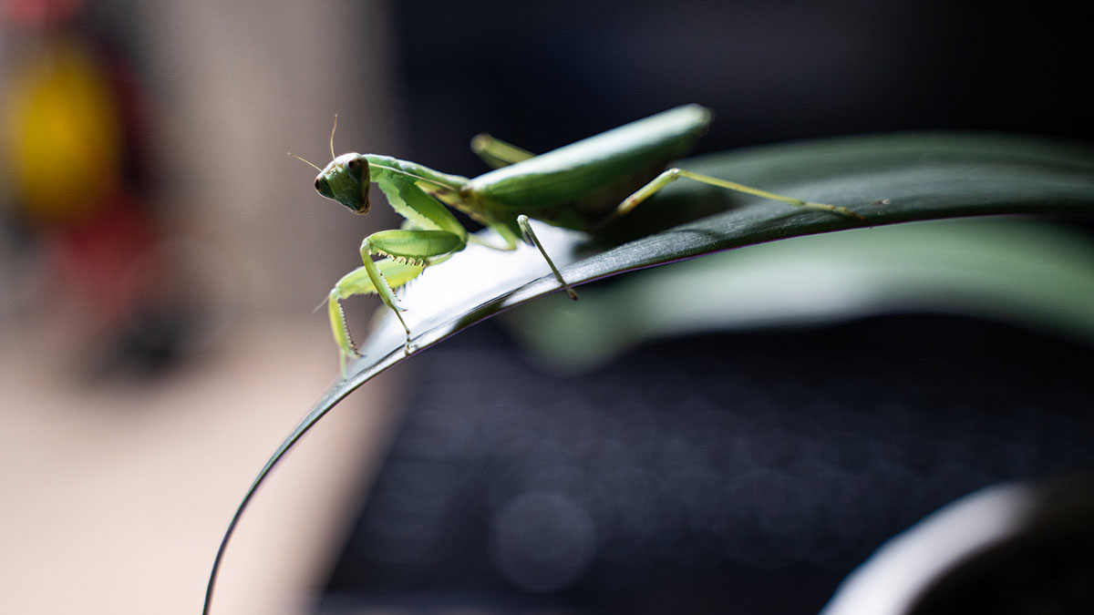 Биолог Марьинский объяснил появление богомолов в Москве и Подмосковье