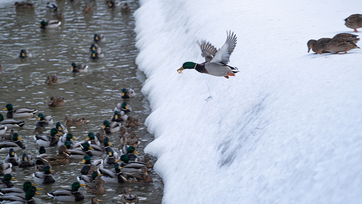 Более семи тысяч уток остались на зиму в столице