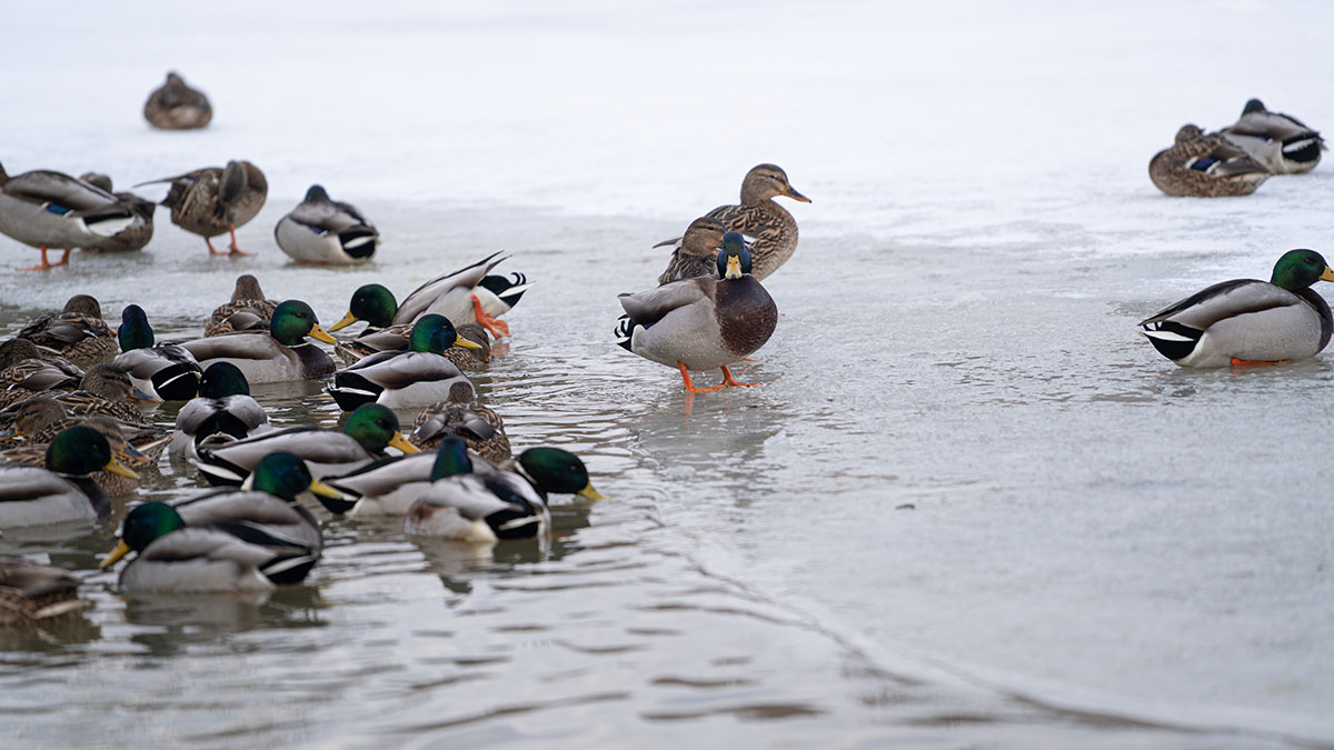Столичные коммунальщики подготовили водохранилища к весеннему паводку и половодью