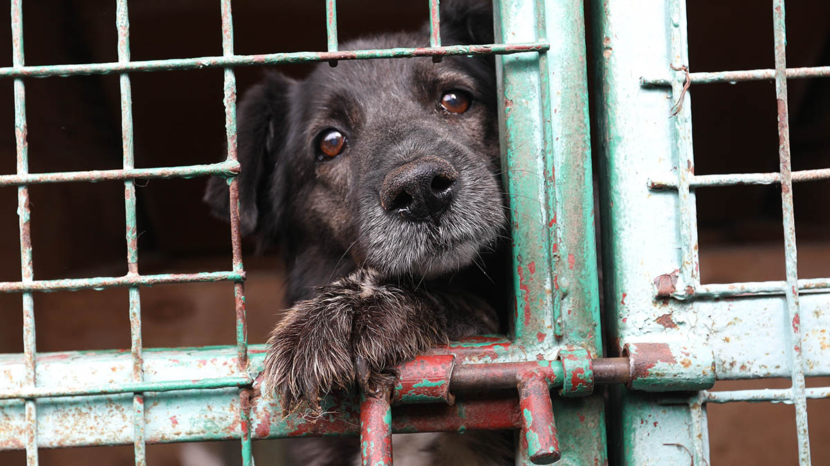 В Госдуме предложили ввести в РФ должность уполномоченного по вопросам животных