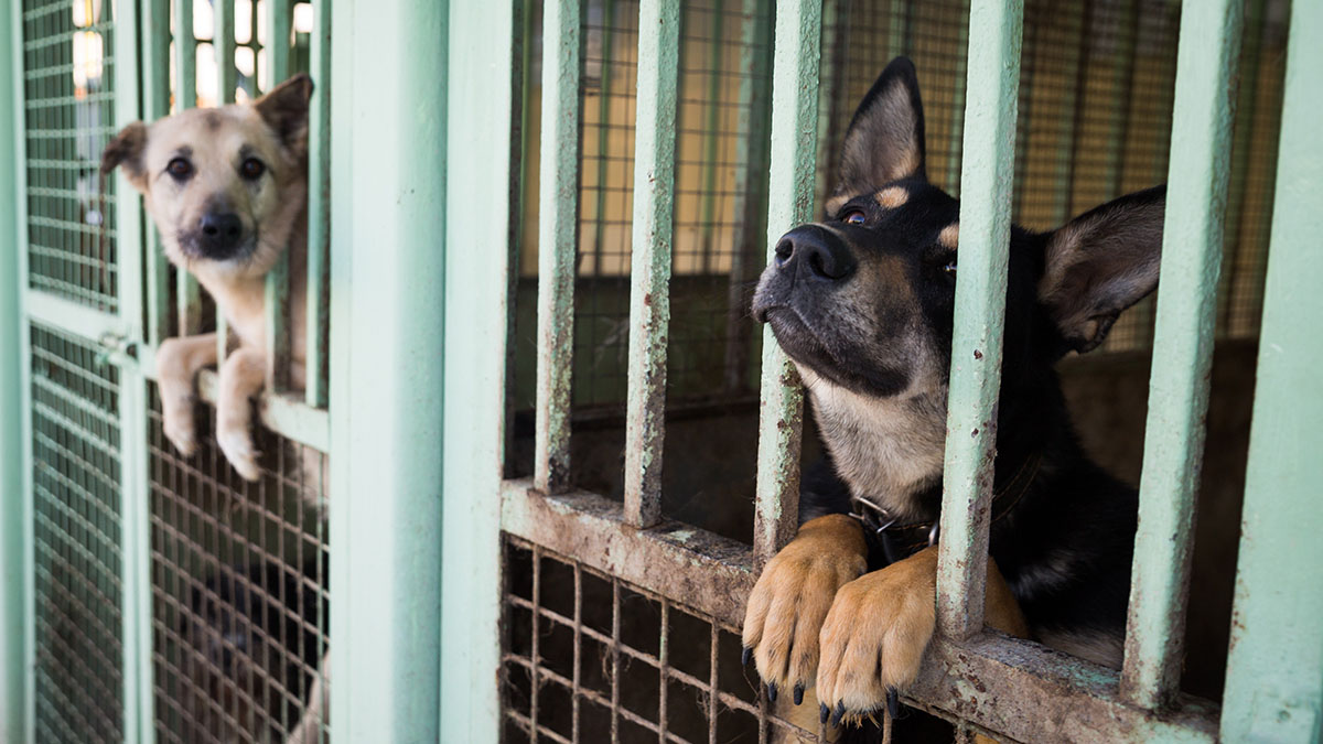 Собака Боня, из-за которой уволили курьера в Челябинске, освоилась в приюте