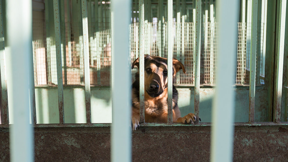 Посетители зоопарка помогут собрать лекарства и еду для бездомных животных