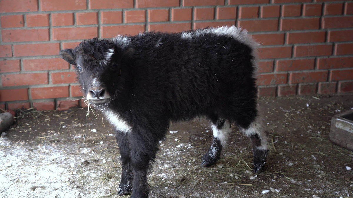 Детеныш яка родился в Центре воспроизводства редких видов животных Московского зоопарка
