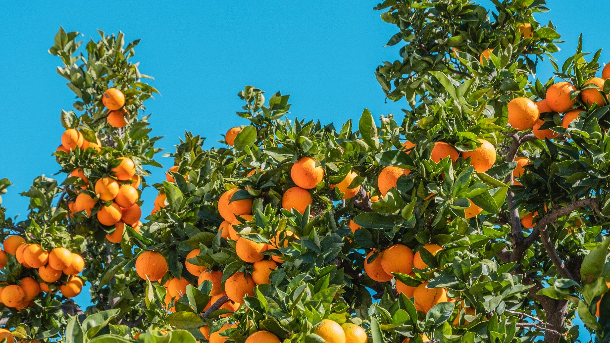 Ученые назвали резко снижающий уровень холестерина продукт