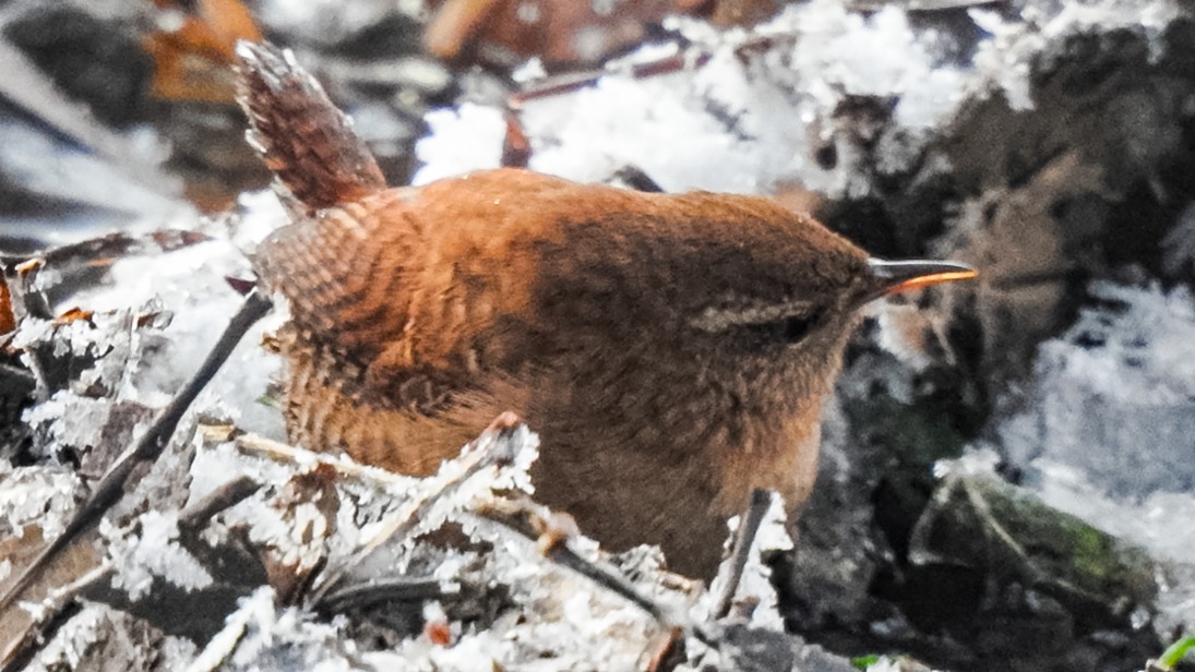 Редкую птицу крапивника заметили в Кузьминском лесопарке 