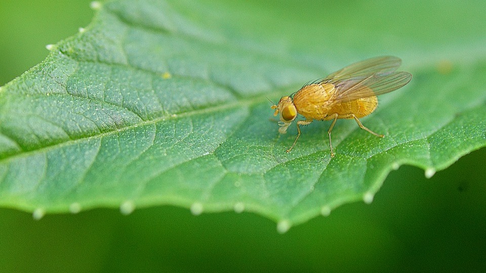 Фруктовая муха была обнаружена в партии турецких мандаринов в Москве
