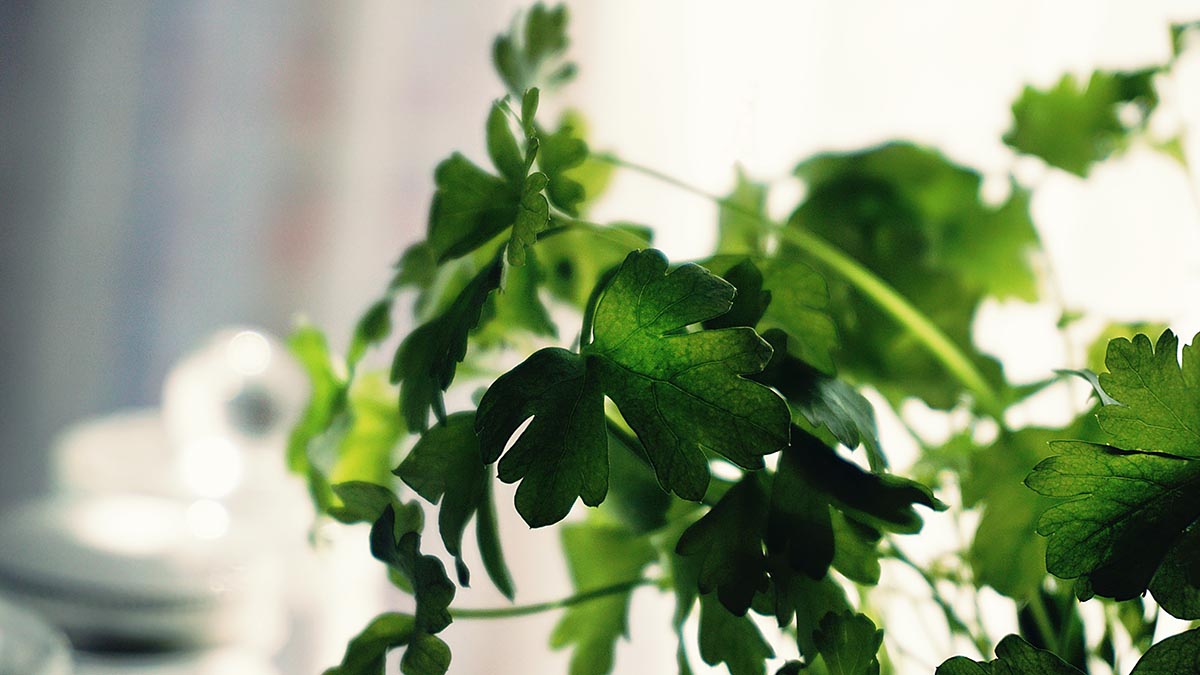 Эксперты рассказали о полезных свойствах петрушки