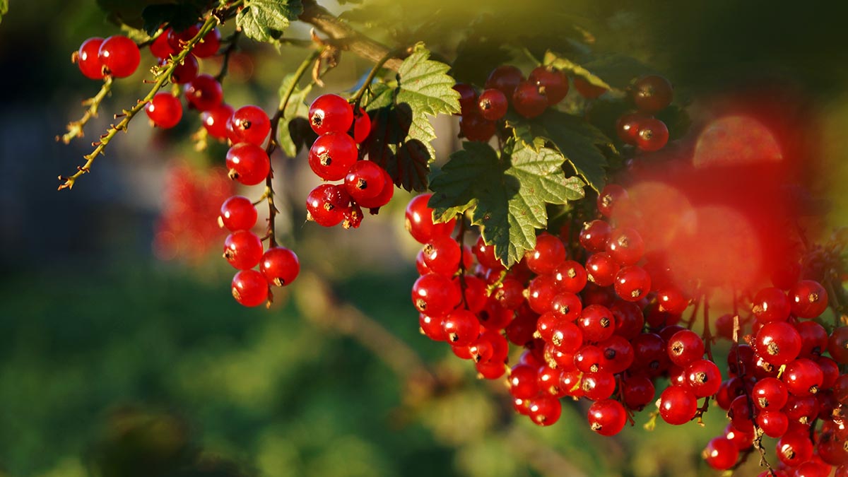 Народный календарь. Как избавиться от болезней 4 августа 