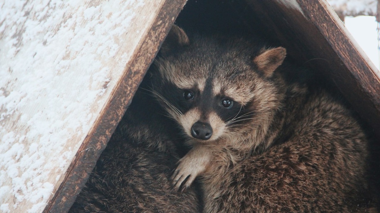 Почти 60 животных прошли реабилитацию в московском Центре передержки в 2021 году