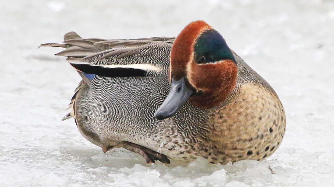Чирка-свистунка заметили на территории музея-заповедника «Царицыно»