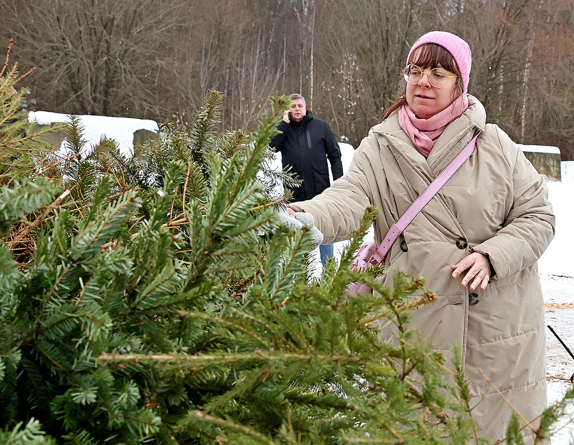 Ирина Цветкова пришла сдавать ель в самый крупный пункт переработки, расположенный в Ульяновском лесопарке ТиНАО, — недалеко от метро «Рассказовка»