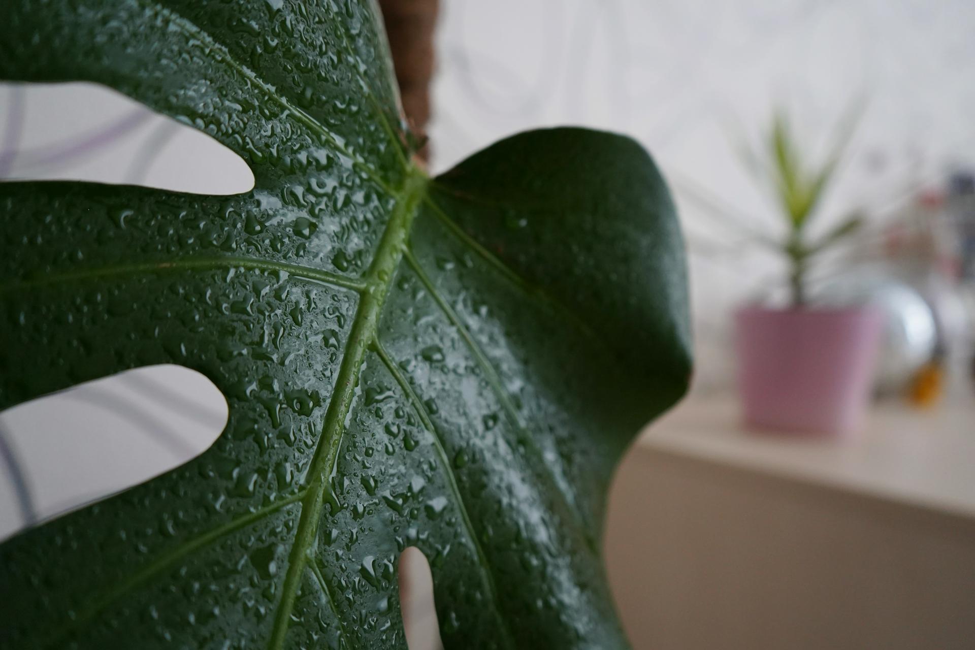 Эксперты назвали пять растений, которые могут быть опасны для пожилых людей