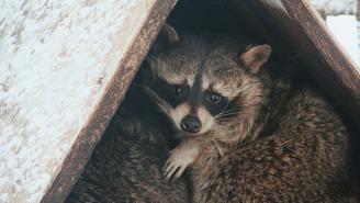 Почти 60 животных прошли реабилитацию в московском Центре передержки в 2021 году