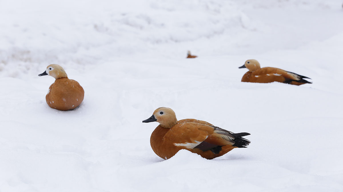 Новый квест «Я шагаю по паркам» подготовили для москвичей