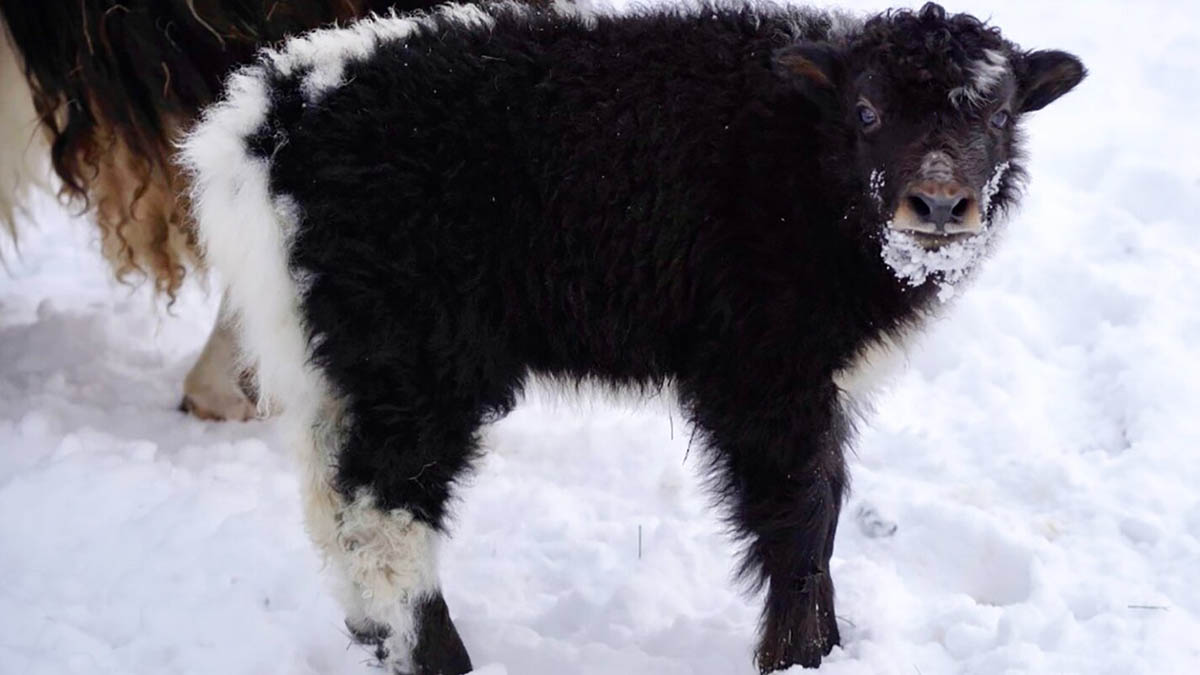 Активные москвичи выберут имя для детеныша домашнего яка