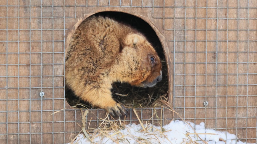 Сурок по кличке Кузьма почуял запах мандарина, проснулся и показал мордочку из домика, в котором он со своим семейством проводит зиму