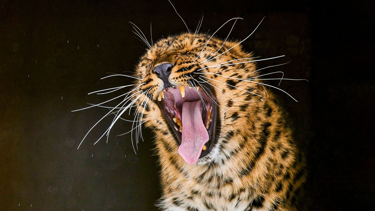 Обновленная экспозиция «Кошачий ряд» открылась в Московском зоопарке