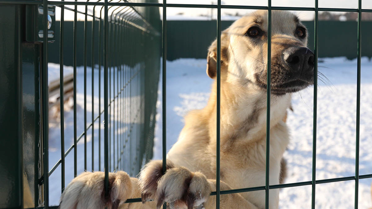 Подготовка животных к летнему сезону началась в московских приютах