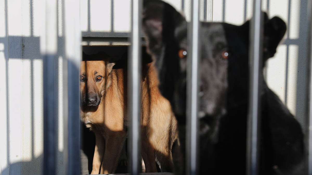 Закон о бездомных животных пересмотрят: почему он оказался неэффективным и как прекратить нападения собак